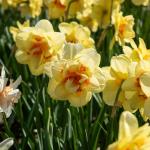 Bulbes à fleurs à planter à l'automne - Narcisse Tahiti (x5) - face recto